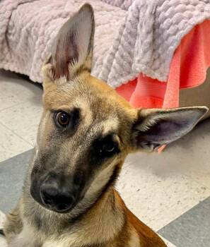 Joey -  German Shepherd Dog Dog for Adoption in Palo Alto, California - Joey | PetCurious