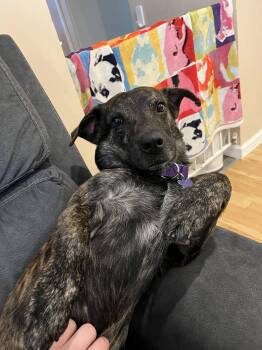 Ryder -  Basset Hound Dog for Adoption - Ryder | PetCurious