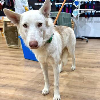 Moon Moon -  Husky and Shepherd Dog for Adoption in Livingston, Texas - Moon Moon | PetCurious