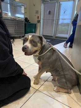 Rescue Pit Bull Terrier and Mixed Breed Dogs for Adoption in Farmers Branch, Texas - Azucar | PetCurious