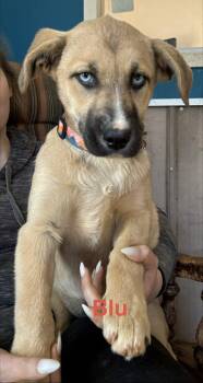 Husky Dogs Available for Adoption - Blu  | PetCurious