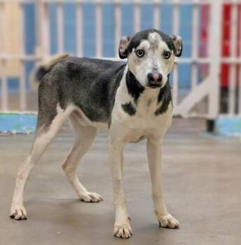 Husky and Labrador Retriever Dogs Available for Adoption - Batman 4307 | PetCurious