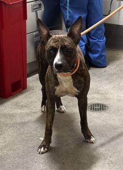 JEWELS -  Pit Bull Terrier and Mixed Breed Dog for Adoption - JEWELS | PetCurious