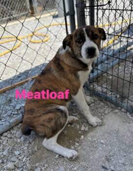 Meatloaf -  Australian Shepherd and Great Pyrenees Dog for Adoption in Cowlesville, New York - Meatloaf | PetCurious