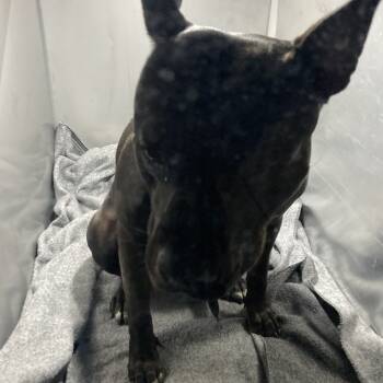 Rescue Mixed Breed Dogs for Adoption in Philadelphia, Pennsylvania - Sweet P | PetCurious