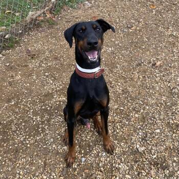 Doberman Pinscher Dogs Available for Adoption in Birmingham, Alabama - Shango | PetCurious