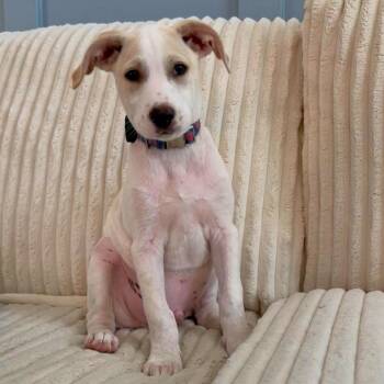 Labrador Retriever Dogs Available for Adoption in Baldwin, Maryland - Parker | PetCurious