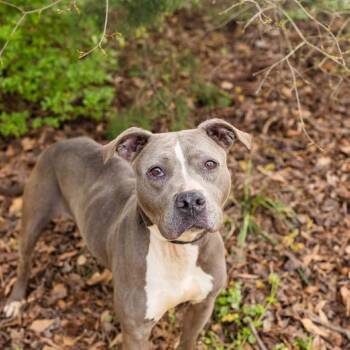 Malaya -  Pit Bull Terrier and Mixed Breed Dog for Adoption in Newborn, Georgia - Malaya | PetCurious