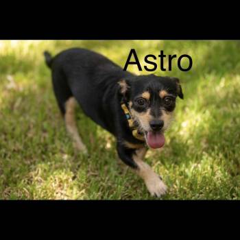 Astro -  Terrier Dog for Adoption in Logan, Utah - Astro | PetCurious