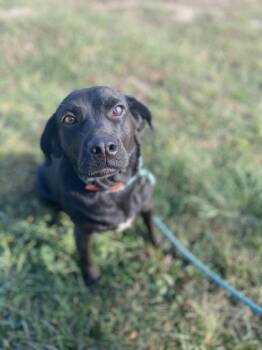 Sugar -  Black Labrador Retriever Dog for Adoption in Yellville, Arkansas - Sugar | PetCurious