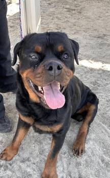Rottweiler Dogs Available for Adoption - HAMISH | PetCurious