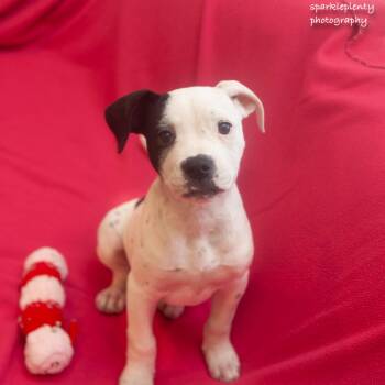 Calamity Jane -  Mixed Breed Dog for Adoption in Ridgefield, Connecticut - Calamity Jane | PetCurious