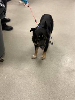 Rescue German Shepherd Dog Dogs for Adoption in Doral, Florida - LUNA | PetCurious