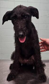 Lab -  Terrier Dog for Adoption in Athens, Tennessee - Lab | PetCurious