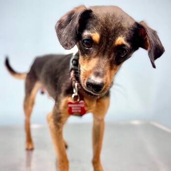 Chihuahua Dogs Available for Adoption in Portland, Oregon - Herald | PetCurious