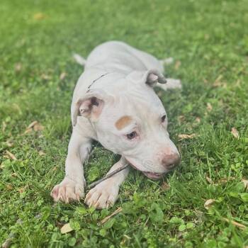 Pit Bull Terrier Dogs Available for Adoption in Cumming, Georgia - Boo | PetCurious