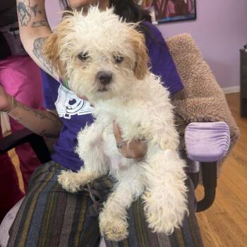 Jaaska -  Shih Tzu Dog for Adoption in Northbrook, Illinois - Jaaska | PetCurious