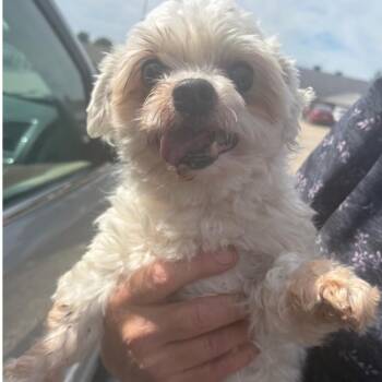 Maltese Dogs Available for Adoption in Normal, Illinois - Charlie | PetCurious
