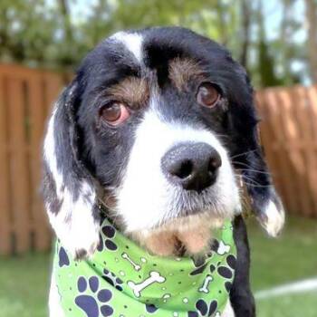 Hank -  Cocker Spaniel Dog for Adoption in Arlington, Virginia - Hank | PetCurious