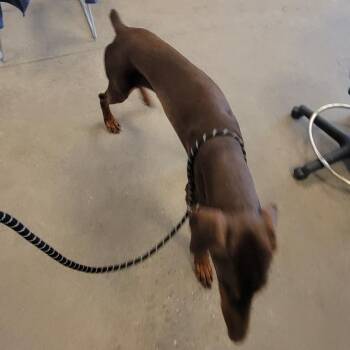107386 -  Mixed Breed Dog for Adoption in Las Cruces, New Mexico - 107386 | PetCurious