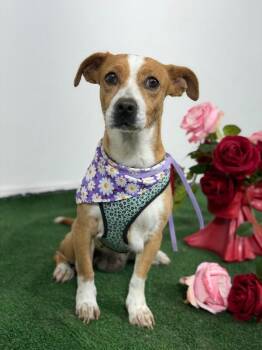 Jack Russell Terrier and Parson Russell Terrier Dogs Available for Adoption in Carlsbad, California - Ivy-One Of Our Amazing Rescue Dogs | PetCurious