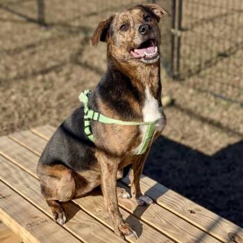 Miniature Pinscher and Mixed Breed Dogs Available for Adoption in Tyrone, Georgia - AJ 04-1818 | PetCurious