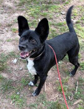 Labrador Retriever and Collie Dogs Available for Adoption in Little Rock, Arkansas - Aubrey | PetCurious