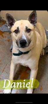 Rescue Husky Dogs for Adoption in Towanda, Pennsylvania - Daniel | PetCurious