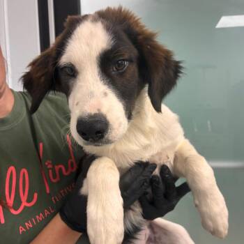 Winsley -  Australian Shepherd and Great Pyrenees Dog for Adoption in Abilene, Texas - Winsley | PetCurious
