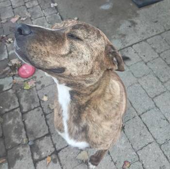 Rescue Mountain Cur Dogs for Adoption in Longview, Texas - Kevin | PetCurious