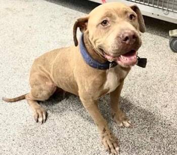 A658256 -  Staffordshire Bull Terrier Dog for Adoption in Houston, Texas - A658256 | PetCurious