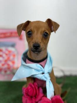 Pascal-One of our Amazing Rescue Dogs -  Chihuahua and Mixed Breed Dog for Adoption in Carlsbad, California - Pascal-One Of Our Amazing Rescue Dogs | PetCurious