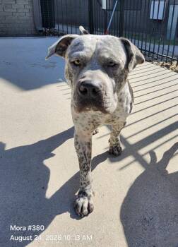 BEBOP -  Pit Bull Terrier Dog for Adoption in San Antonio, Texas - BEBOP | PetCurious