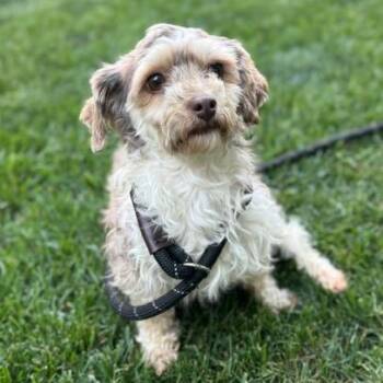 Callie -  Havanese and Poodle Dog for Adoption in Cincinnati, Ohio - Callie | PetCurious