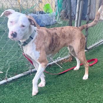 Sable -  Mixed Breed Dog for Adoption in Bennettsville, South Carolina - Sable | PetCurious