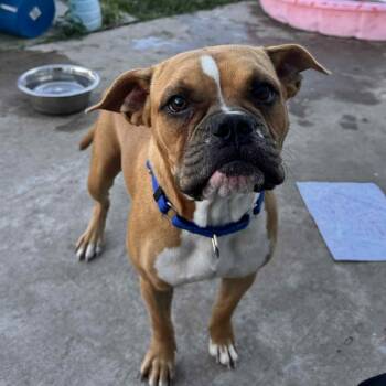 Rescue Boxer and English Bulldog Dogs for Adoption in Houston, Texas - Hazel | PetCurious