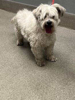 LANAS -  Poodle Dog for Adoption in Las Vegas, Nevada - LANAS | PetCurious