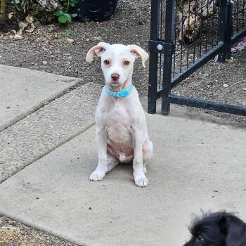 Rescue Chihuahua and Terrier Dogs for Adoption in Lafayette, California - Beans | PetCurious