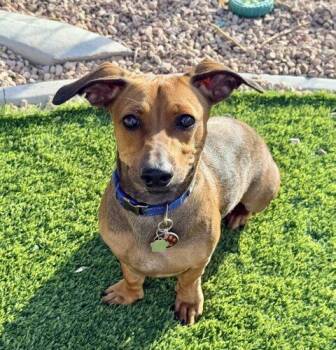 Sherman -  Dachshund and Miniature Pinscher Dog for Adoption in Henderson, Nevada - Sherman | PetCurious