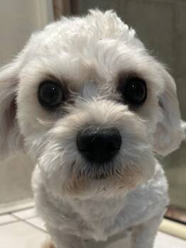 Maltese Dogs Available for Adoption in El Cajon, California - LUCKY | PetCurious
