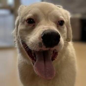 Labrador Retriever and Mixed Breed Dogs Available for Adoption in Brenham, Texas - Sylas | PetCurious