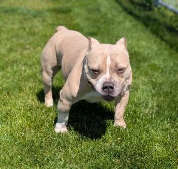 Clyde -  American Bulldog and Mixed Breed Dog for Adoption in Missoula, Montana - Clyde | PetCurious