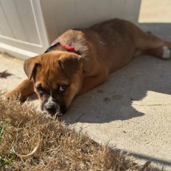 Mixed Breed Dogs Available for Adoption - Arbor | PetCurious