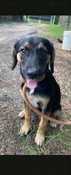 Dean -  Hound Dog for Adoption in Wando, South Carolina - Dean | PetCurious