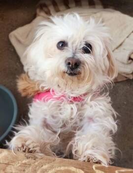 Miniature Poodle and Miniature Schnauzer Dogs Available for Adoption - Gracie | PetCurious