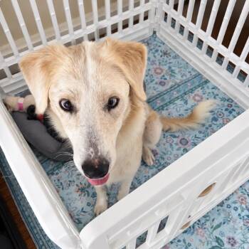 Juliet -  Mixed Breed and Australian Shepherd Dog for Adoption in Portland, Oregon - Juliet | PetCurious