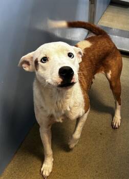TERRA -  Collie and Mixed Breed Dog for Adoption in Grovetown, Georgia - TERRA | PetCurious