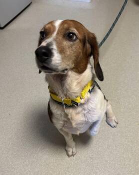 Bayo -  Beagle Dog for Adoption in Ashland, Ohio - Bayo | PetCurious
