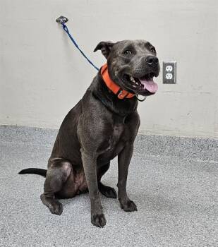 Rescue Pit Bull Terrier and Mixed Breed Dogs for Adoption in Pasadena, Texas - ADA | PetCurious