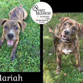 Mariah -  American Staffordshire Terrier Dog for Adoption in Washington, Pennsylvania - Mariah | PetCurious